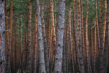 Georgia 'da çam ormanı manzarası