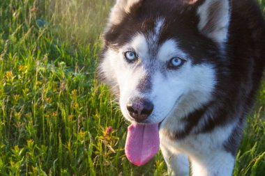 Yetişkin köpek tarlada.