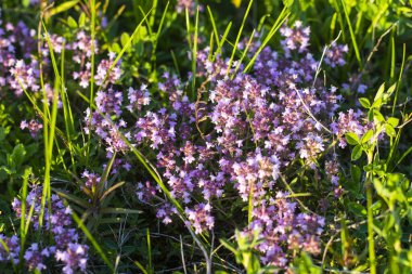 Thymus praecox Opiz çiçekleri tarlada