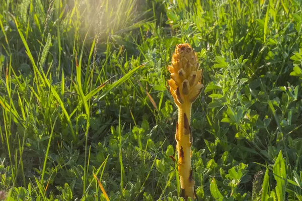 stock image Yellow Orobanchaceae in field, sunlight