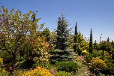 Bahçede bahçeler, farklı bitkiler