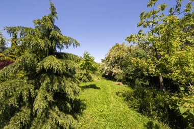 Bahçede bahçeler, farklı bitkiler