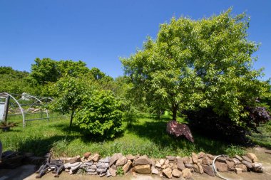 Bahçede bahçeler, farklı bitkiler