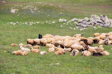 Georgia dağlarında koyun