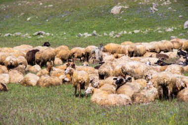 Georgia dağlarında koyun