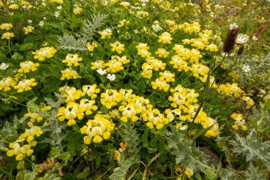 Sarı Coronilla dengesi vadide