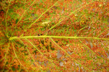 Yaprak, Düşüş, Asma resim bırakır.