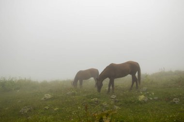 Georgia 'daki vadide at