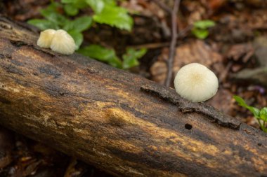 Coprinus Plicatilis ormanda fung