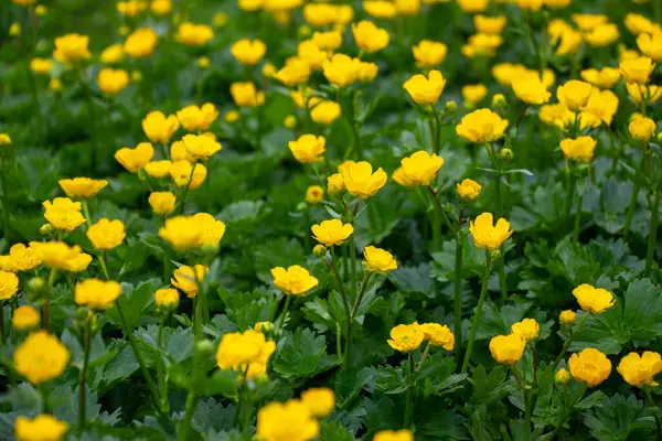 Ranunculus pişman, sarı çiçekler tarlada