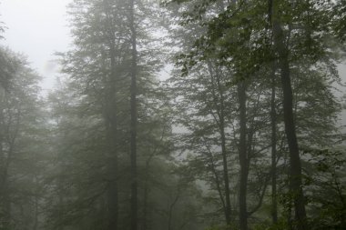 Ormanda alacakaranlık ve sis