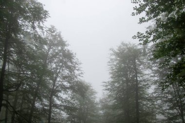 Ormanda alacakaranlık ve sis