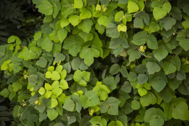 Tropikal kudzu yaprakları denizde.