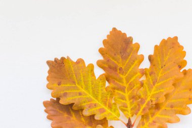 Beyaz arka plan üzerinde meşe yaprağı