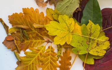 Beyaz arka plan üzerinde sonbahar yaprakları