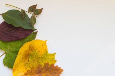 Beyaz arka plan üzerinde sonbahar yaprakları