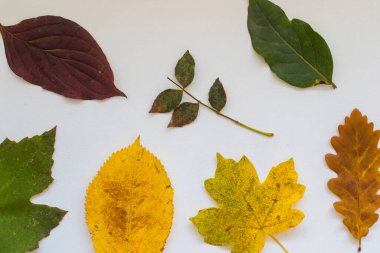 Beyaz arka plan üzerinde sonbahar yaprakları