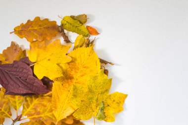 Beyaz arka plan üzerinde sonbahar yaprakları