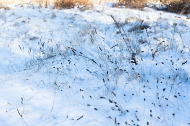 Kış karı, bitkiler ve güneş