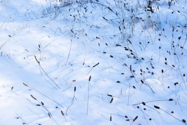 Kış karı, bitkiler ve güneş