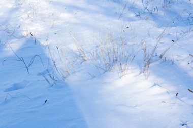 Kış karı, bitkiler ve güneş