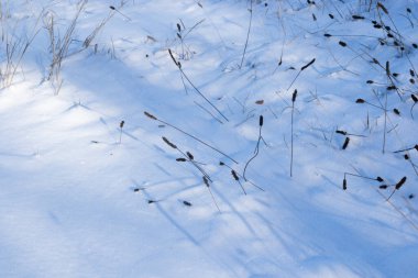Kış karı, bitkiler ve güneş