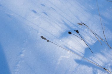 Kış karı, bitkiler ve güneş