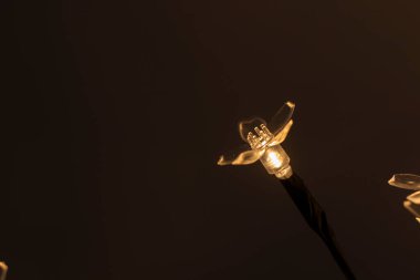 Çiçek farları yakın plan, güzel arkaplan