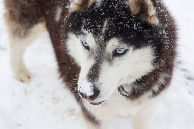 Kardaki köpek, kış ve hayvan