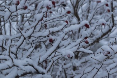 Bahçede beyaz kar, kış fotoğrafı.