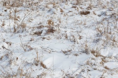 beyaz kar ve bitkiler