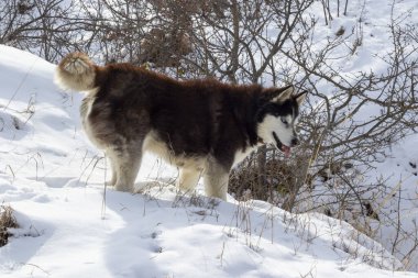 Kardaki köpek.