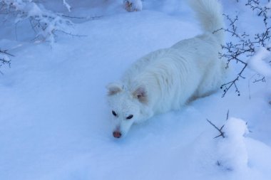 Kardaki köpek.