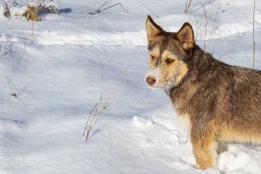Karda boğuk bir köpek