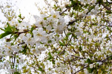 bahar temalı fotoğraf, çiçek ağacı