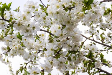 bahar temalı fotoğraf, çiçek ağacı