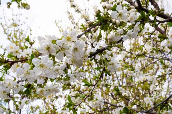 bahar temalı fotoğraf, çiçek ağacı