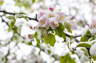 bahar temalı fotoğraf, çiçek ağacı ve kar.
