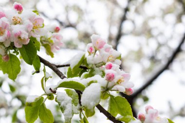 bahar temalı fotoğraf, çiçek ağacı ve kar.