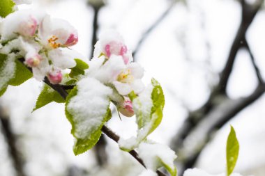 bahar temalı fotoğraf, çiçek ağacı ve kar.