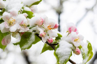 bahar temalı fotoğraf, çiçek ağacı ve kar.