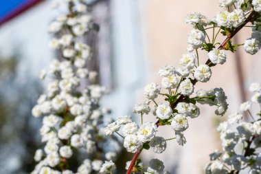 Baharda açan Beyaz Spiraea, güneş ışığı