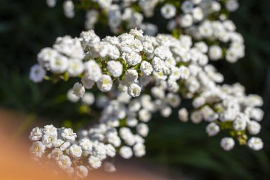Baharda açan Beyaz Spiraea, güneş ışığı