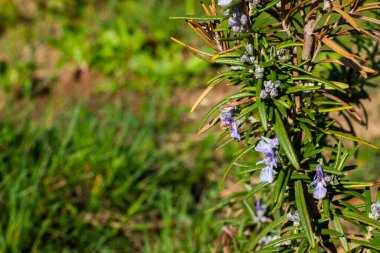 Bahçede çiçek açan biberiye