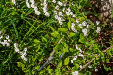 Baharda açan Beyaz Spiraea, güneş ışığı