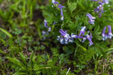 Gürcistan dağlarında alp çiçekleri