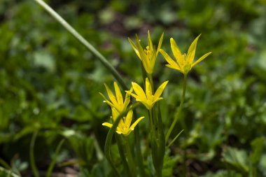 Gürcistan dağlarında alp çiçekleri