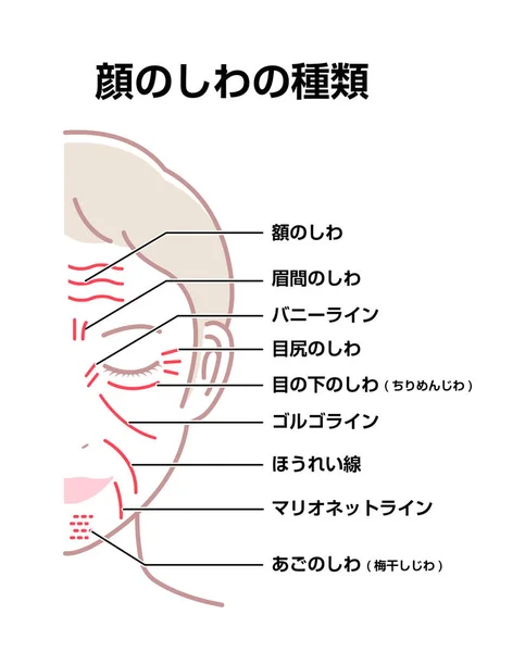 Facial Wrinkles Female Face Vector Illustration Japanese — Stock Vector