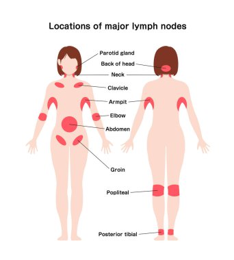 Büyük lenf düğümlerinin konumu vektör illüstrasyonuName