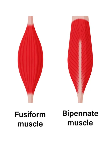 Εικονογράφηση Σχήμα Μυών Fusiform Μυών Και Διγαμικών Μυών — Διανυσματικό Αρχείο